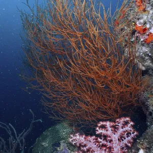 Colourful coral reef with Black coral (Antipathes dichotoma) and blue background in the sea Colourful coral reef with Black coral (Antipathes dichotoma) and blue background in the sea