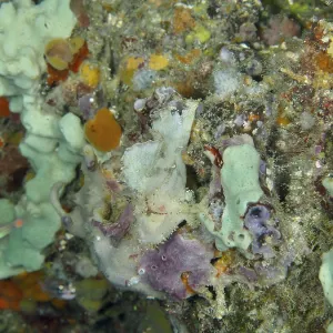 Colourful Coral Reef Print, Close Encounters, Bali Colourful Coral Reef Print, Close Encounters, Bali