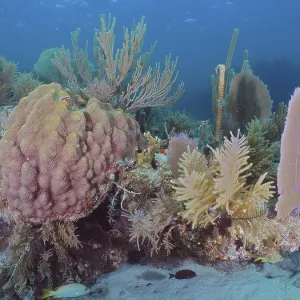 Colourful coral reef with various coral species