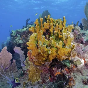 Colourful coral reef with various creatures