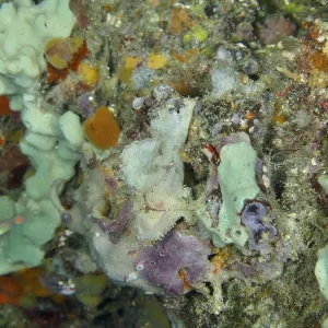 Colourful Coral Reef Print, Close Encounters, Bali Colourful Coral Reef Print, Close Encounters, Bali