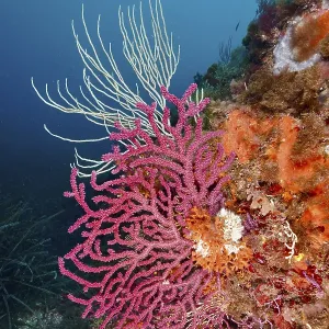 Colourful corals