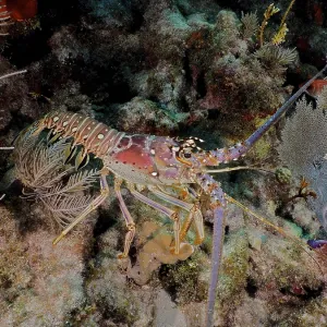 Colourful crayfish, Caribbean langoustine (Panulirus argus) Colourful crayfish, Caribbean langoustine (Panulirus argus)