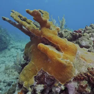 A colourful elkhorn coral (Acropora palmata) dominates the underwater landscape