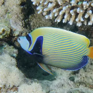 Colourful emperor angelfish (Pomacanthus imperator) swimming around corals in the living ocean