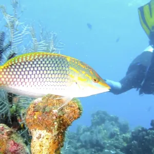 Colourful Fish and Diver in Coral Reef Print Colourful Fish and Diver in Coral Reef Print