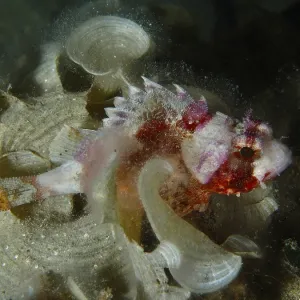 Mediterranean Scorpionfish Print, House Reef, Pula, Croatia Mediterranean Scorpionfish Print, House Reef, Pula, Croatia