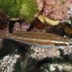 Colourful Coris julis near the Seabed Print, Pula, Croatia Colourful Coris julis near the Seabed Print, Pula, Croatia
