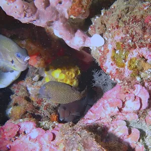 Colourful Fish in Pink Coral Print, Tulamben, Bali Colourful Fish in Pink Coral Print, Tulamben, Bali