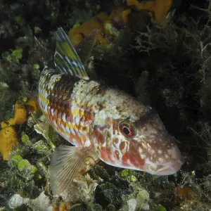 Striped Barb at Night - House Reef, Pula, Croatia Print