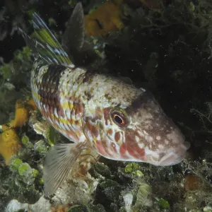 Striped Barb at Night - House Reef, Pula, Croatia Print