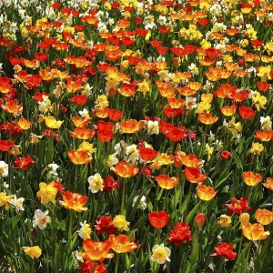 Colourful flower bed with tulips (Tulipa) and daffodils (Narcissus)