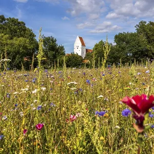 Colourful flower meadow in front of the church of Elmelunde