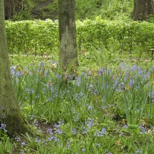 Colourful flowers and spring plants in the undergrowth of a dense forest with several trees Colourful flowers and spring plants in the undergrowth of a dense forest with several trees