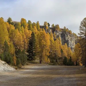 Colourful larches in autumn, Minschuns