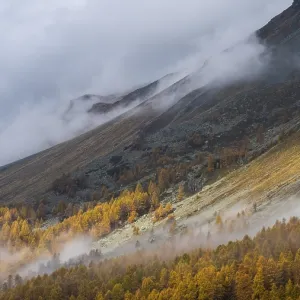 Colourful larches and fog in autumn on the mountainside Colourful larches and fog in autumn on the mountainside