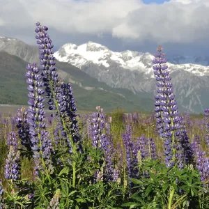 Colourful lupins brighten the Waimakiri Valley in Summer