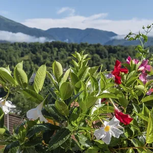 Colourful mandevilla flowers with a view of the mountain landscape in Belluno
