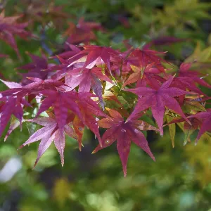 Colourful maple leaves in autumn forest