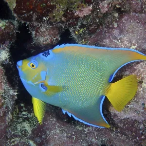 A colourful Marine angelfish, queen angelfish (Holacanthus ciliaris)