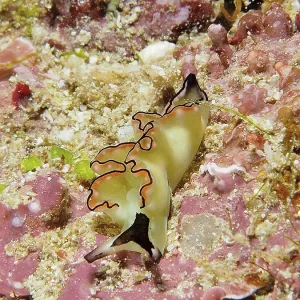 A colourful nudibranch, sapsucker A colourful nudibranch, sapsucker