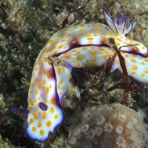 A colourful nudibranch with yellow dots and purple details A colourful nudibranch with yellow dots and purple details