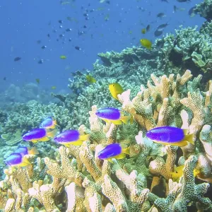 Colourful Reef Scene Print - Tulamben, Bali Colourful Reef Scene Print - Tulamben, Bali