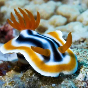 Colourful sea snail with an eye-catching pattern on a coral reef bottom