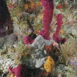 Colourful sea sponges in various shapes and colours