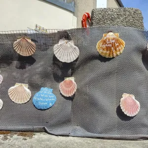 Colourful shells hanging on a net with coastal motifs on wall