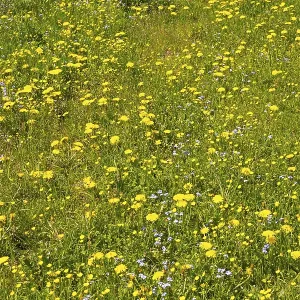 Colourful spring meadow in the Alps, Bavaria