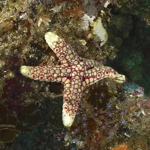 Colourful Starfish, False Buttonfish Print Colourful Starfish, False Buttonfish Print