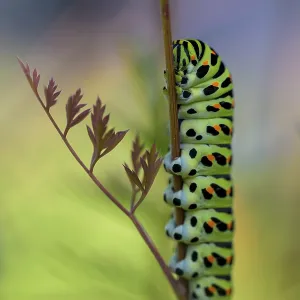 Colourful Swallowtail Caterpillar Print, Guxhagen, Germany Colourful Swallowtail Caterpillar Print, Guxhagen, Germany