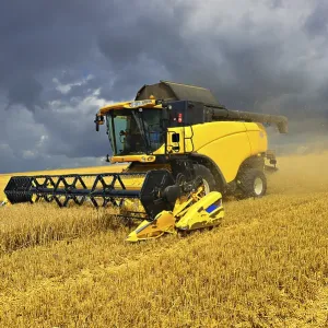Combine Harvester in Cornfield Print, Saalekreis, Germany