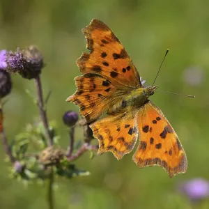 Comma Butterfly (Polygonia c-Album) Comma Butterfly (Polygonia c-Album)