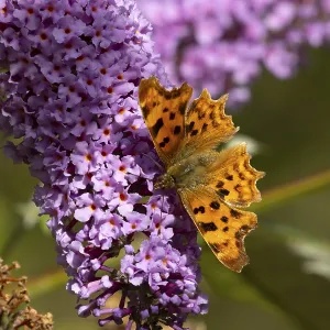 Comma butterfly (Polygonia c-album) adult insect feeding on garden purple Buddleja or Buddleia plant flowers in summer