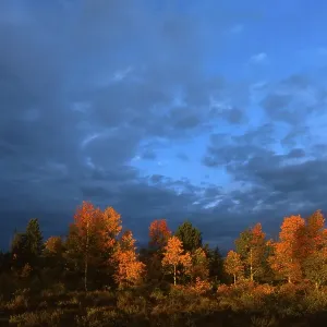 Common Aspen trees (Populus tremula) under a dramatic autumn sky