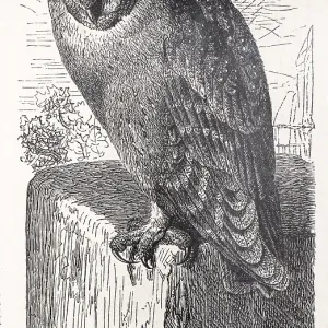 Common barn owl (Tyto alba) sitting on a wall stone and looking down Common barn owl (Tyto alba) sitting on a wall stone and looking down