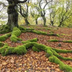 Common beech print, Hesse, Germany