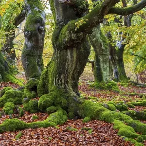 Common beech print, autumn foliage in German forest