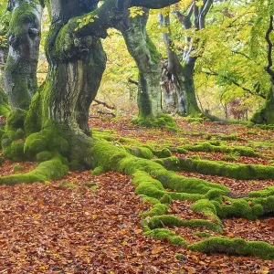 Common beech Print, Hesse, Germany