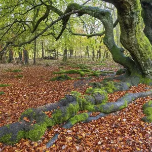 Fagus sylvatica Autumn Forest Print