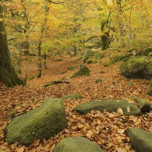 Common Beech (Fagus sylvatica) and Common Oak (Quercus robur) leaf litter amongst rocks in woodland habitat Common Beech (Fagus sylvatica) and Common Oak (Quercus robur) leaf litter amongst rocks in woodland habitat