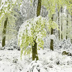 Common beeches (Fagus sylvatica)