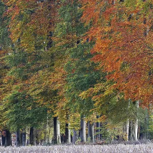 Common beeches (Fagus sylvatica) in autumn Common beeches (Fagus sylvatica) in autumn