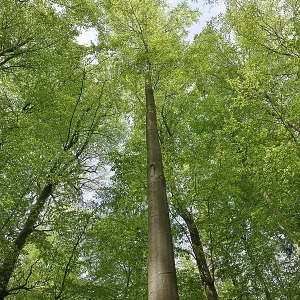 Common beeches (Fagus sylvatica) Beech forest In spring