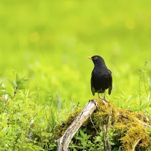 Common blackbird (Turdus merula) male sitting on an old wood in spring