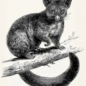 The common brushtail possum (Trichosurus vulpecula)