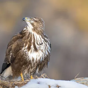 Common Buzzard Print - Winter Landscape, Terfens, Austria Common Buzzard Print - Winter Landscape, Terfens, Austria