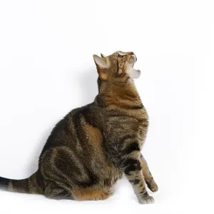 Common cat with open mouth isolated on a white background Common cat with open mouth isolated on a white background